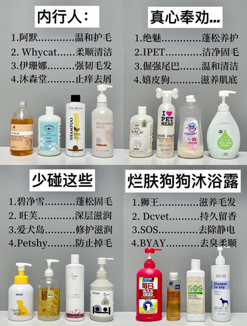 狗粮满溢：社交平台上的宠溺瞬间